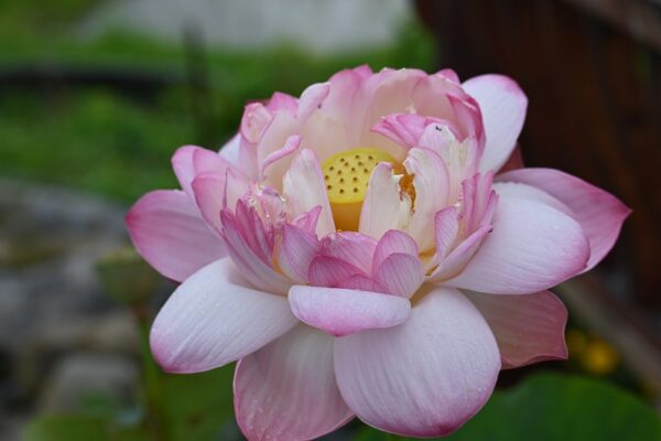 DSC_7153-a-600x400 New Flute Girl Lotus - One of BIGGEST pink color lotus ( shipping in spring 2025)