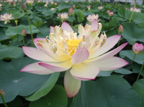 Die-Lian-HuaButterfuly-Loving-R-600x445 Butterfly's Love Lotus - One of Best bowl lotus ! All shipping in spring, 2024