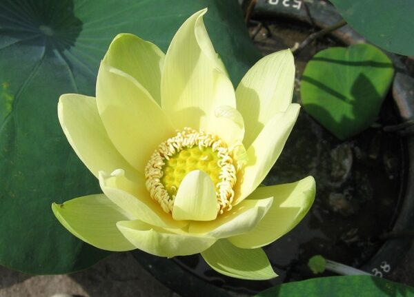 Dream-of-Sixth-Dynasty-3-600x431 Dream of Sixth Dynasty Lotus - One of favorite Taller Lotus