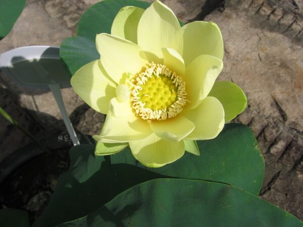 Dream-of-Sixth-Dynasty-4-600x450 Dream of Sixth Dynasty Lotus - One of favorite Taller Lotus