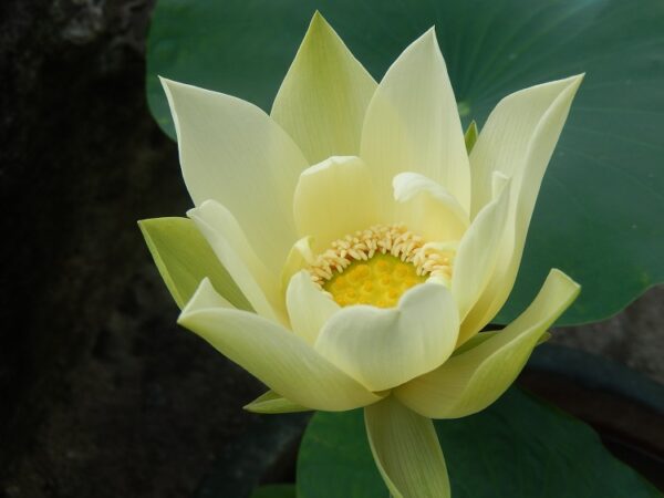 Dream-of-Sixth-Dynasty-5-600x450 Dream of Sixth Dynasty Lotus - One of favorite Taller Lotus