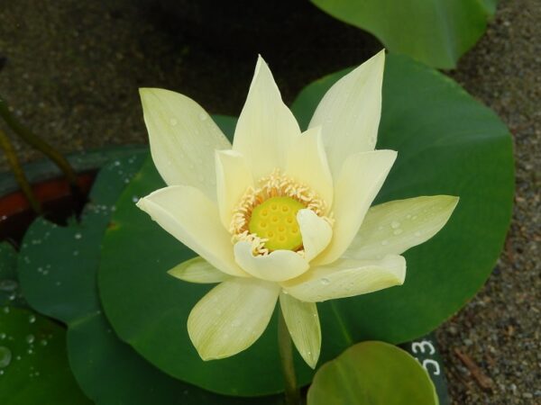 Dream-of-Sixth-Dynasty-8-600x450 Dream of Sixth Dynasty Lotus - One of favorite Taller Lotus