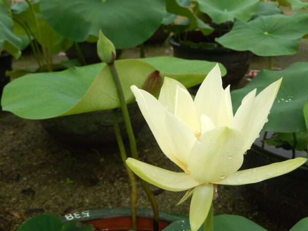 Dream-of-Sixth-Dynasty-9-600x450 Dream of Sixth Dynasty Lotus - One of favorite Taller Lotus