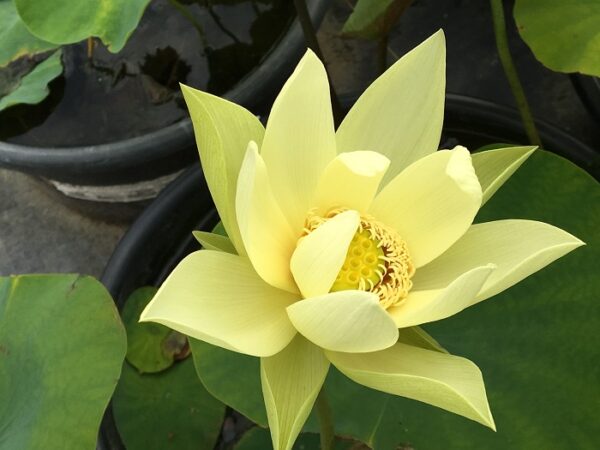 Dream-of-Sixth-Dynasty-Lotus2-1-600x450 Dream of Sixth Dynasty Lotus - One of favorite Taller Lotus