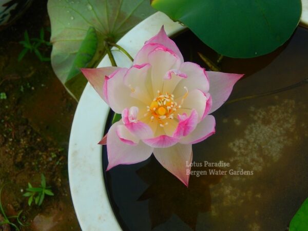 Dream-of-Yaotai-Lotus-21wm-2-600x450 Dream of Yaotai Lotus- One of Amazing Micro Lotus