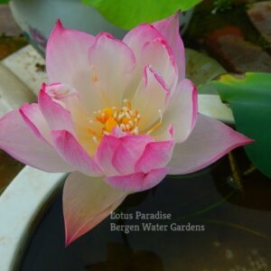 Dream-of-Yaotai-Lotus-21wm-3-300x300 Dream of Yaotai Lotus- One of Amazing Micro Lotus