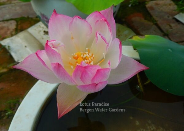 Dream-of-Yaotai-Lotus-21wm-3-600x428 Dream of Yaotai Lotus- One of Amazing Micro Lotus