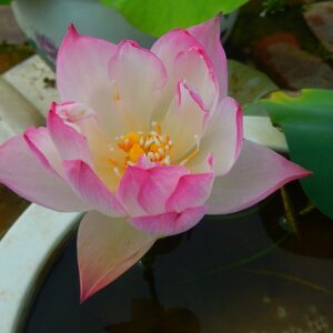 Dream-of-Yaotai-Lotus3-21-300x300 Dream of Yaotai Lotus- One of Amazing Micro Lotus