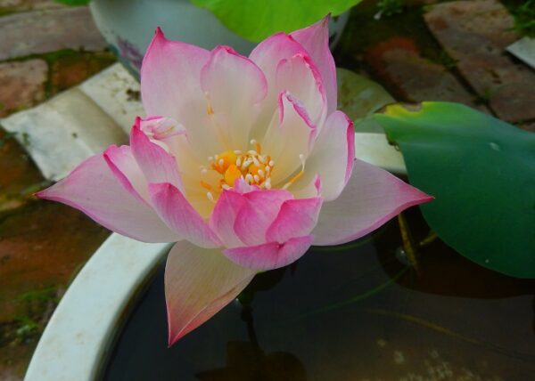 Dream-of-Yaotai-Lotus3-21-600x428 Dream of Yaotai Lotus- One of Amazing Micro Lotus