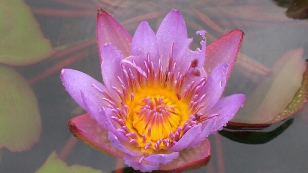 IMAG3110-R-600x338 Nymphaea Lindsey Woods