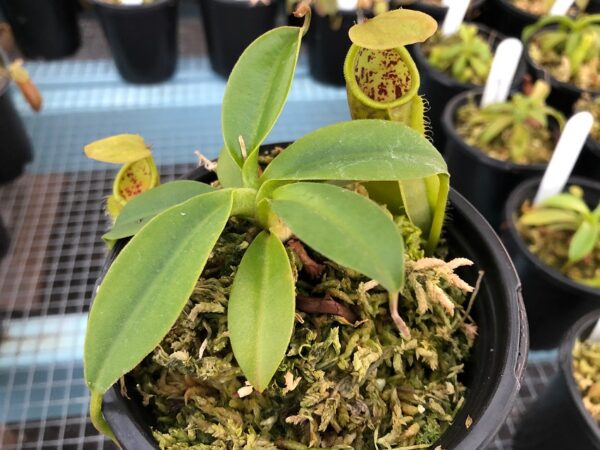 IMG_0075-R-600x450 Nepenthes spathulata x campanulata BE3796