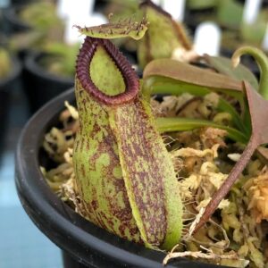 IMG_0085-R-1-300x300 Nepenthes Lady Pauline x hamata BE3777