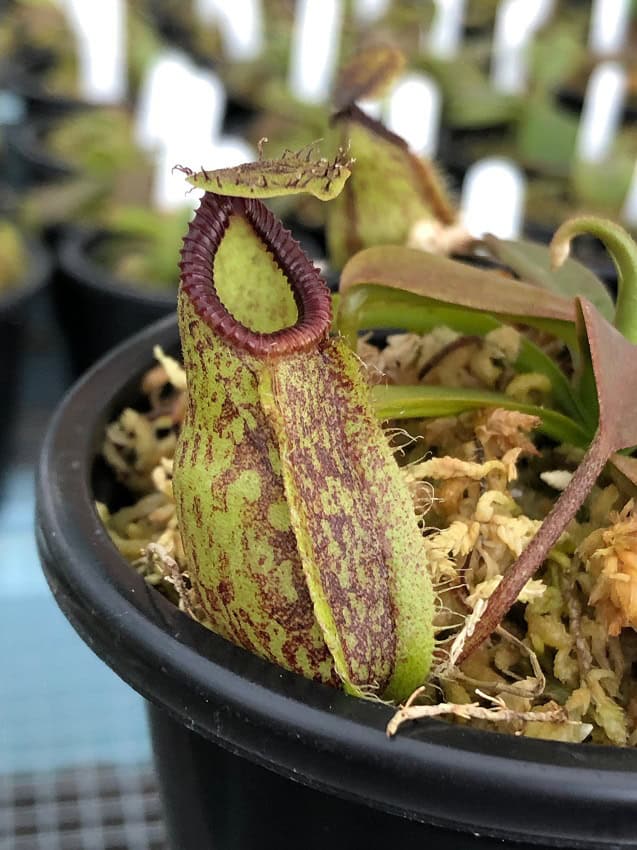 Nepenthes Lady Pauline x hamata BE3777 – Bergen Water Gardens
