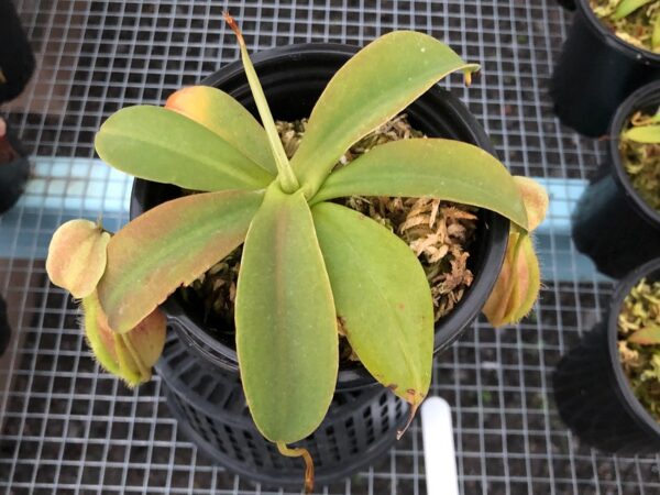 IMG_0105-R-600x450 Nepenthes spathulata x merrilliana BE3949