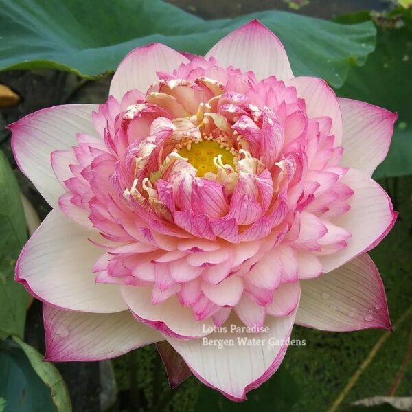 IMG_0117a-600x600 Gorgeous Purple Lotus - One of Best Sellers