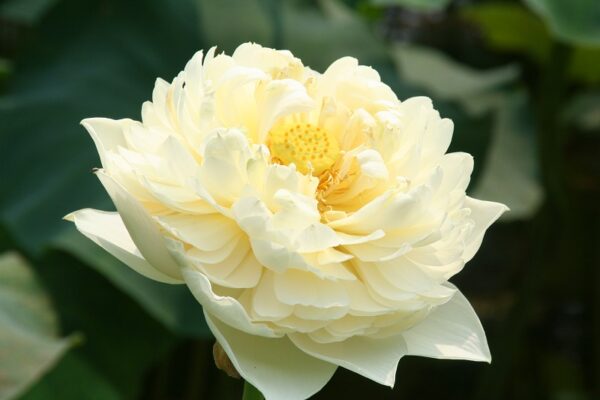 IMG_0147-R-600x400 Friendship Peony Lotus- One of biggest Yellow flower lotus( All ship in spring 2024)