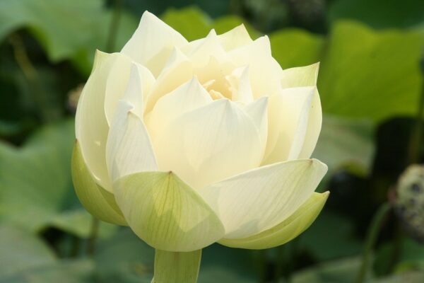 IMG_0150-R-600x400 Friendship Peony Lotus- One of biggest Yellow flower lotus( All ship in spring 2024)