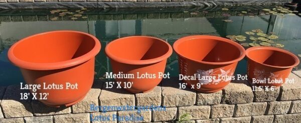 IMG_0305-11a-600x245 Medium Lotus Pot with Decal