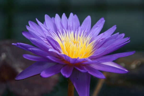 IMG_0439-R-600x400 Nymphaea Ultraviolet