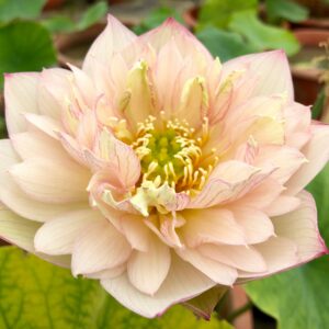 IMG_0601-scaled-1-300x300 Brilliant Orange Lotus - One of amazing lotus (All Ship Spring 2024)