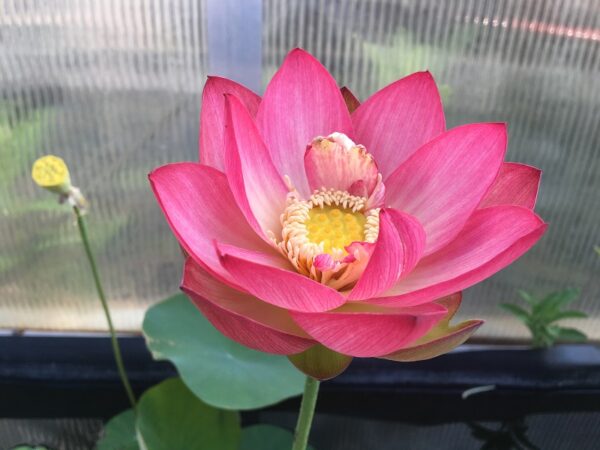 IMG_0654a-600x450 Butterfly's Love Lotus - One of Best bowl lotus ! All shipping in spring, 2024