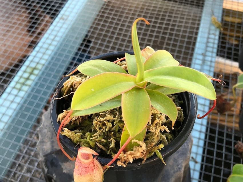Nepenthes sibuyanensis BE3164 – Bergen Water Gardens, Lotus Paradise