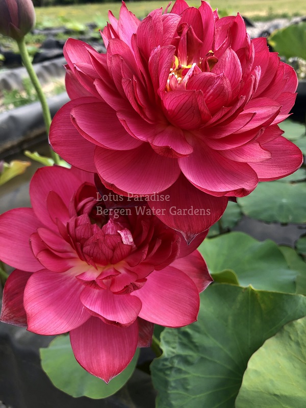 IMG_0781wm Midnight Lotus a - Deepest Double Red! All ship in spring, 2024