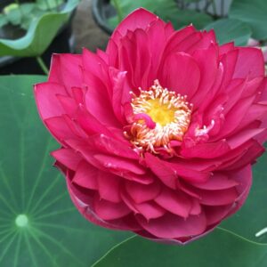 IMG_1100a-300x300 Chinese Red Jingangshan Lotus