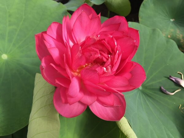 IMG_1412a-600x450 Chinese Red Jingangshan Lotus