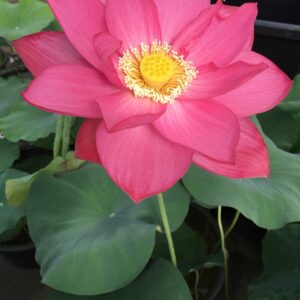 IMG_1474a-300x300 East Lake Pink Lotus- All ship in spring 2024
