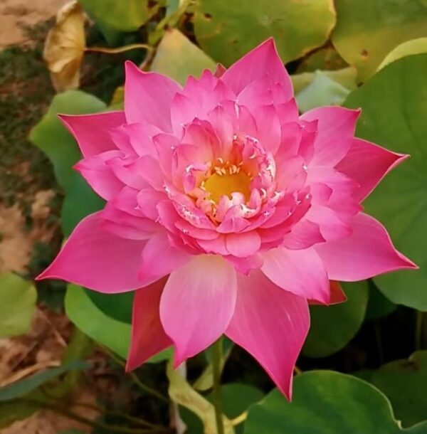 IMG_1607-cropped-600x610 Nelumbo Shocking Pink - One of amazing pink color lotus