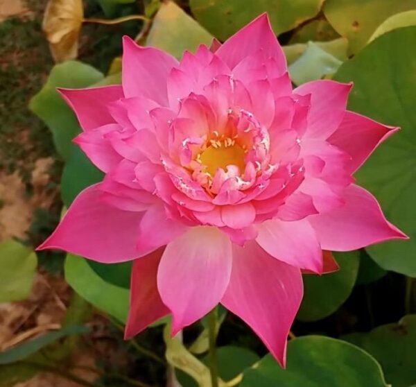 IMG_16081-cropped-600x558 Nelumbo Shocking Pink - One of amazing pink color lotus