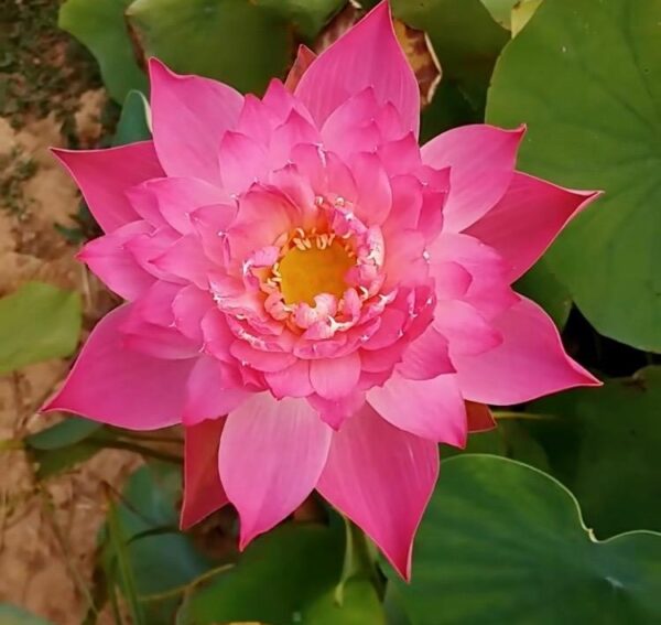 IMG_1609-cropped-600x567 Nelumbo Shocking Pink - One of amazing pink color lotus