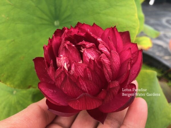 IMG_1610-1a-600x450 Heart Blood Lotus - Deep red bowl lotus