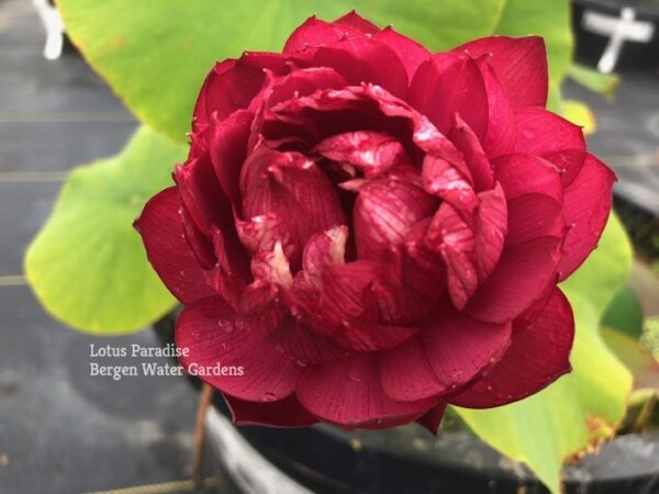 IMG_1611-1a-600x450 Heart Blood Lotus - Deep red bowl lotus