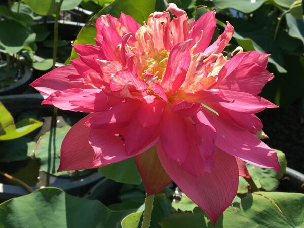 IMG_1660a-600x450 Chinese Red Ruijin Lotus