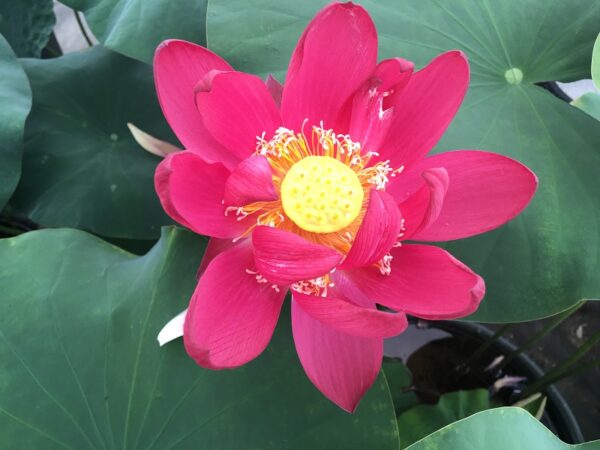 IMG_1843b-600x450 Chinese Red Beijing Lotus - Deepest Red ( All ship in spring 2023)