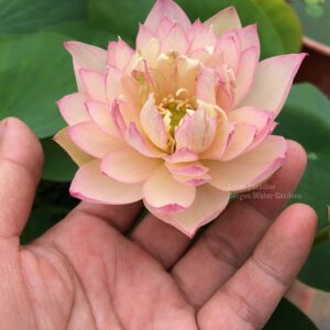 IMG_1964wm-300x300 Master Lotus (Grand Master)- One of Blooming Machine Bowl Lotus( Winner)