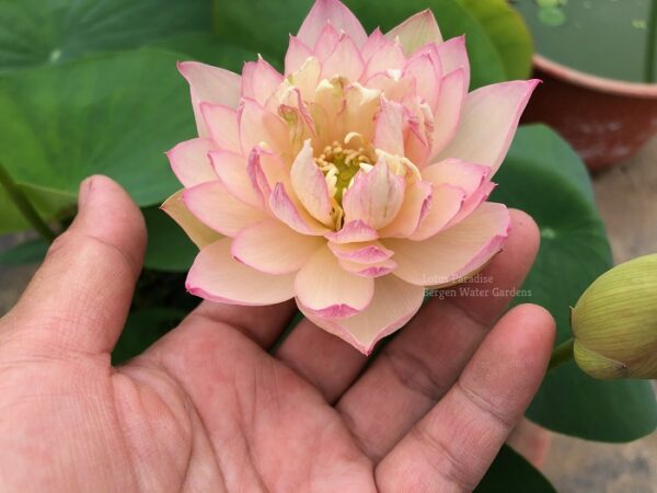 IMG_1964wm-600x450 Master Lotus (Grand Master)- One of Blooming Machine Bowl Lotus( Winner)