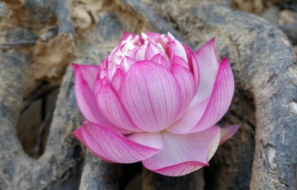IMG_20170526_170611-R-600x384 20-Rainbow Lotus - One of Easy to grow in Tiny Pot Micro Lotus! All ship in spring, 2024