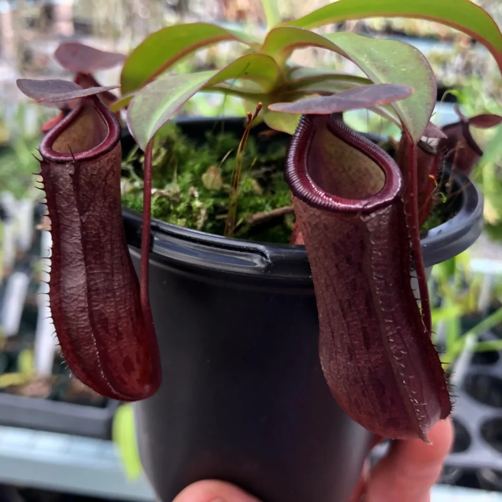 Nepenthes ventricosa 在来 Nepenthes ramispina x ventricosa BE 4537 – Bergen Water Gardens