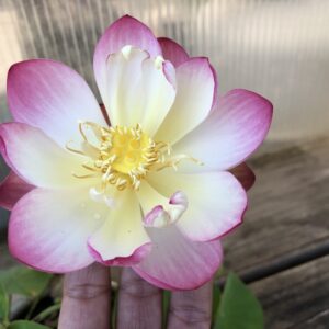 IMG_2044b-300x300 27-Little Pink in Nanyue Lotus - One of Amazing Micro Lotus