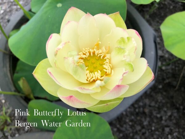 IMG_2050-600x450 Pink Beauty Lotus - Lovely Yellow Color(All Ship Spring)