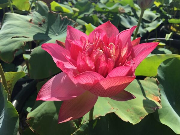 IMG_2220a-600x450 Chinese Red Ruijin Lotus