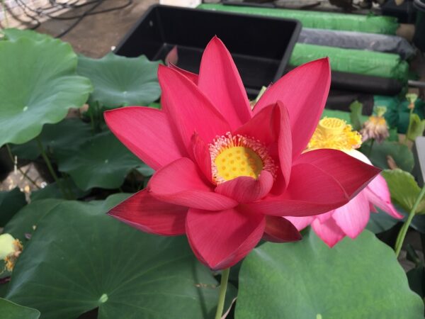 IMG_2249a-600x450 Chinese Red Beijing Lotus - Deepest Red ( All ship in spring 2023)
