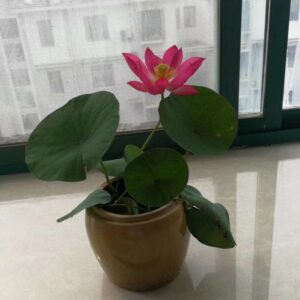 IMG_2267-300x300 Child Lotus - Single and lovely petals micro lotus