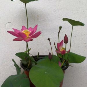 IMG_2270-300x300 Child Lotus - Single and lovely petals micro lotus