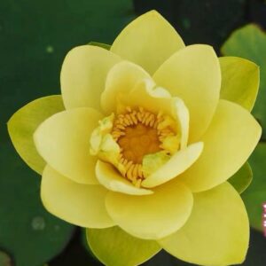 IMG_2302-300x300 Golden Bird Lotus - One of lovely yellow bowl lotus