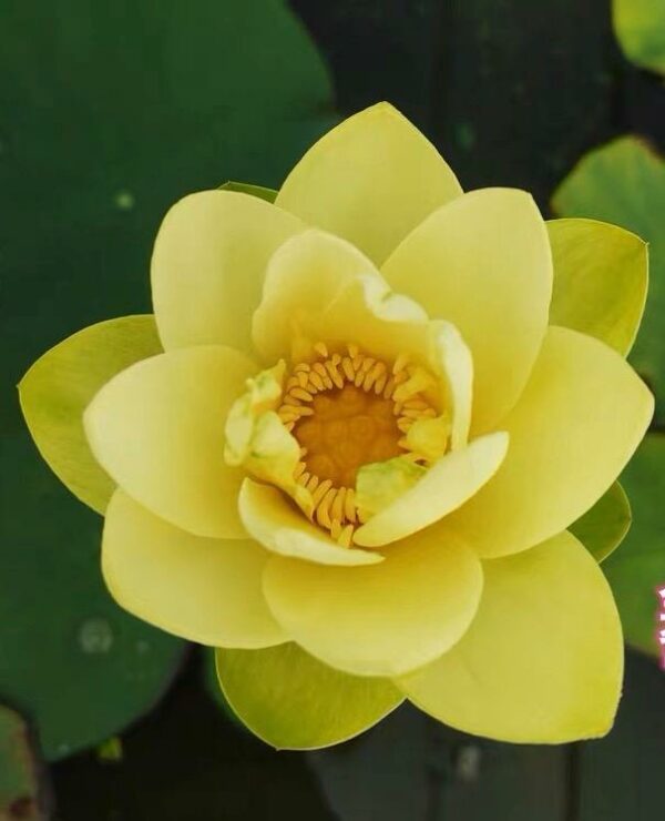 IMG_2302-600x740 Golden Bird Lotus - One of lovely yellow bowl lotus