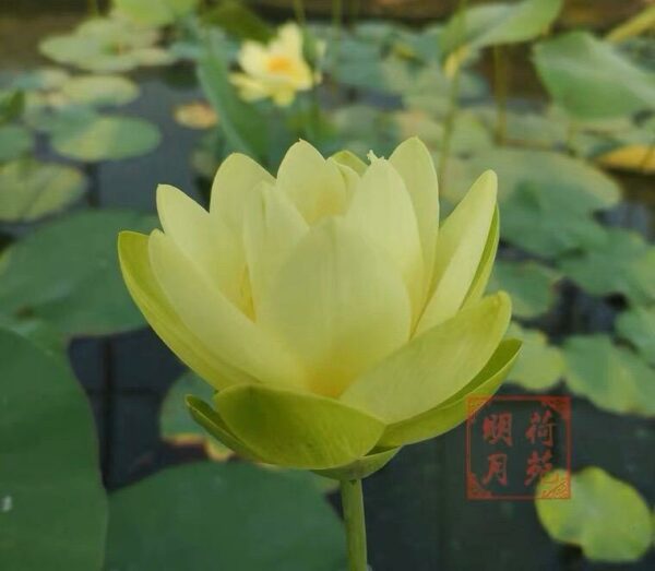 IMG_2303-600x523 Golden Bird Lotus - One of lovely yellow bowl lotus